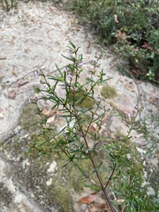 Prostanthera linearis