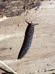 Megapallifera mutabilis