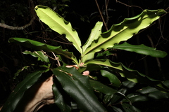 Syzygium ingens