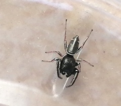 Sassacus
