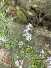 Prostanthera linearis