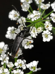 Lepturini