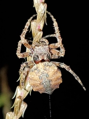 Acanthepeira stellata
