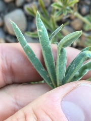 Lupinus caudatus caudatus