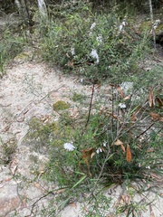 Prostanthera linearis