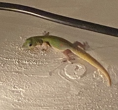 Phelsuma laticauda laticauda