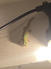 Phelsuma laticauda laticauda