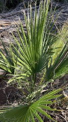 Washingtonia