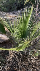 Washingtonia