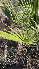 Washingtonia