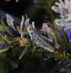 Monistria pustulifera