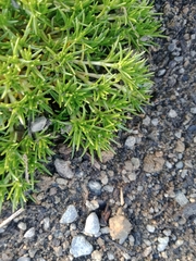 Scleranthus biflorus