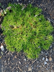 Scleranthus biflorus