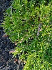 Scleranthus biflorus