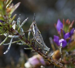 Monistria pustulifera