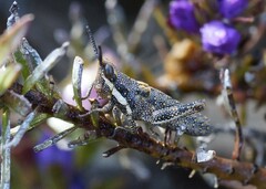 Monistria pustulifera