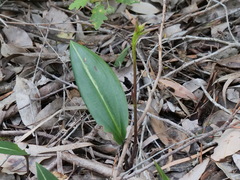 Cryptostylis ovata