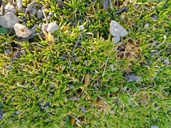 Scleranthus biflorus