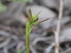 Cryptostylis ovata