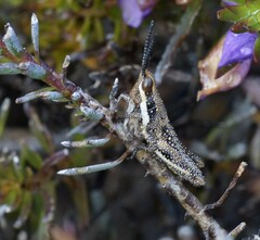 Monistria pustulifera