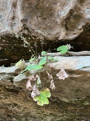 Heuchera missouriensis