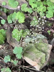 Heuchera missouriensis