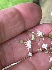 Heuchera missouriensis