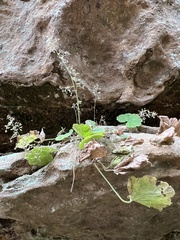 Heuchera missouriensis