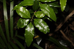 Actephila mooreana
