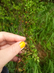 Nothofagus cliffortioides