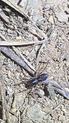 Falconina gracilis