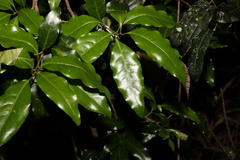 Actephila mooreana