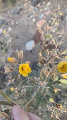 Senna covesii