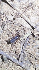 Falconina gracilis