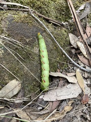 Coequosa triangularis