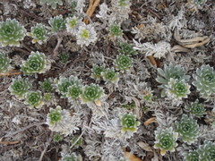 Heliotropium anomalum