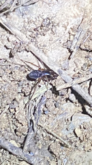Falconina gracilis