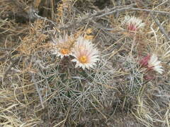 Coryphantha clavata stipitata