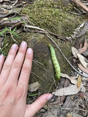 Coequosa triangularis