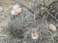 Coryphantha clavata stipitata
