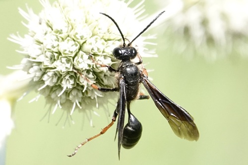 Brown-legged Grass-carrying Wasp photo 6