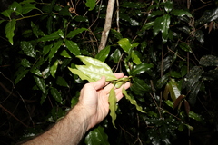 Actephila mooreana