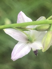 Arthropodium milleflorum