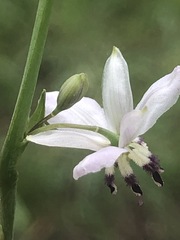 Arthropodium milleflorum