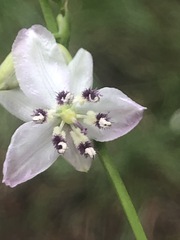 Arthropodium milleflorum