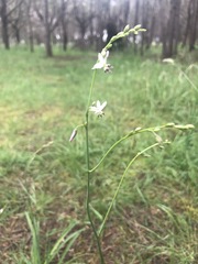 Arthropodium milleflorum