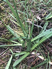 Arthropodium milleflorum