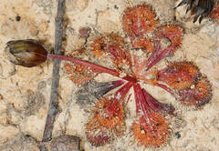 Drosera