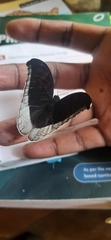 Tanaecia lepidea