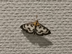 Anania hortulata